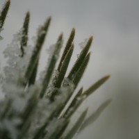 Natur